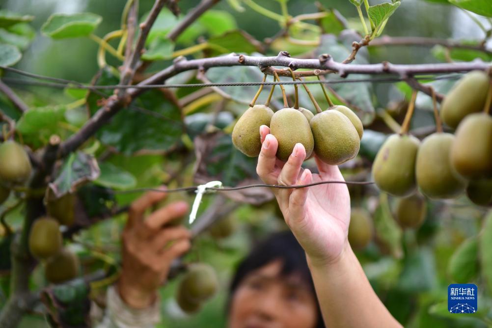 免费试玩摆脱送彩金